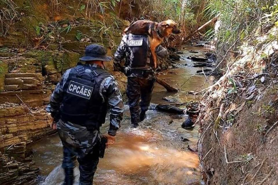 Sauke, policial K9 de Goiás