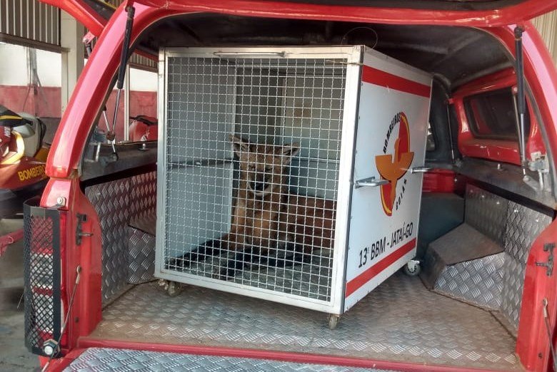 Lobo-guará é resgatado em Goiás