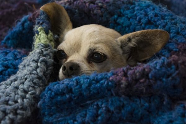 Cachorro com coberta