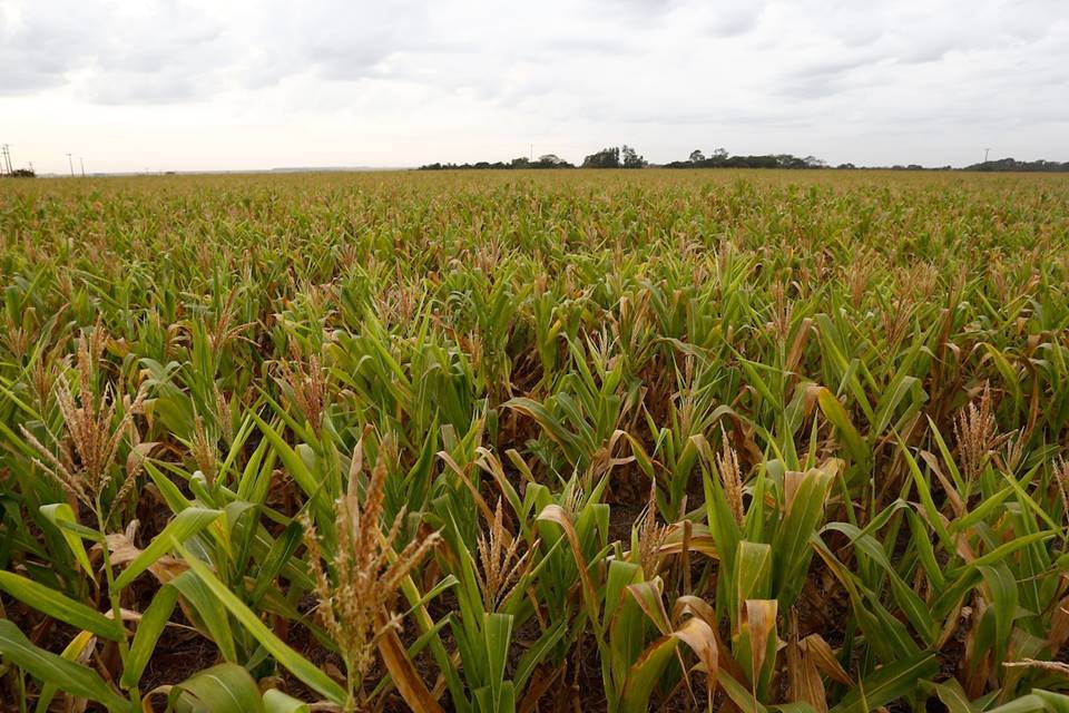 uso irregular de agrotóxicos na alimentação de bovinos em goiás