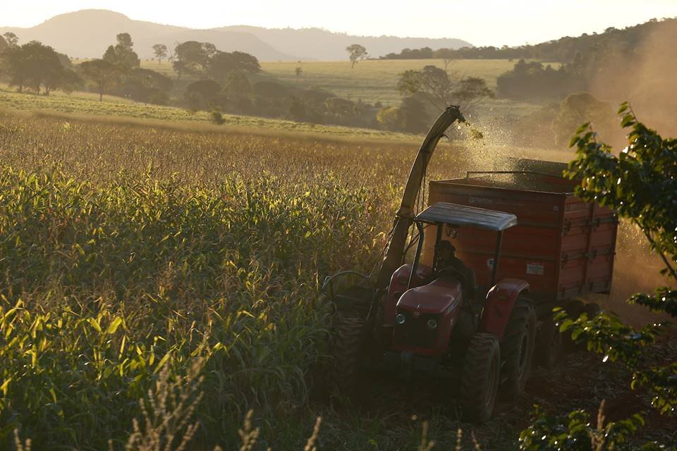 uso irregular de agrotóxicos na alimentação de bovinos em goiás
