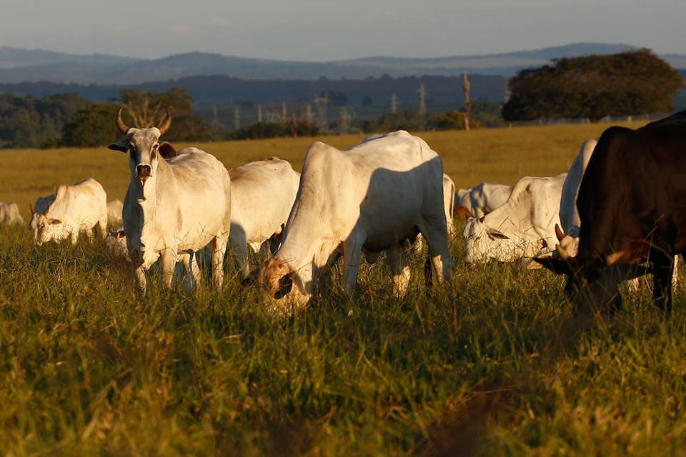 uso irregular de agrotóxicos na alimentação de bovinos em goiás