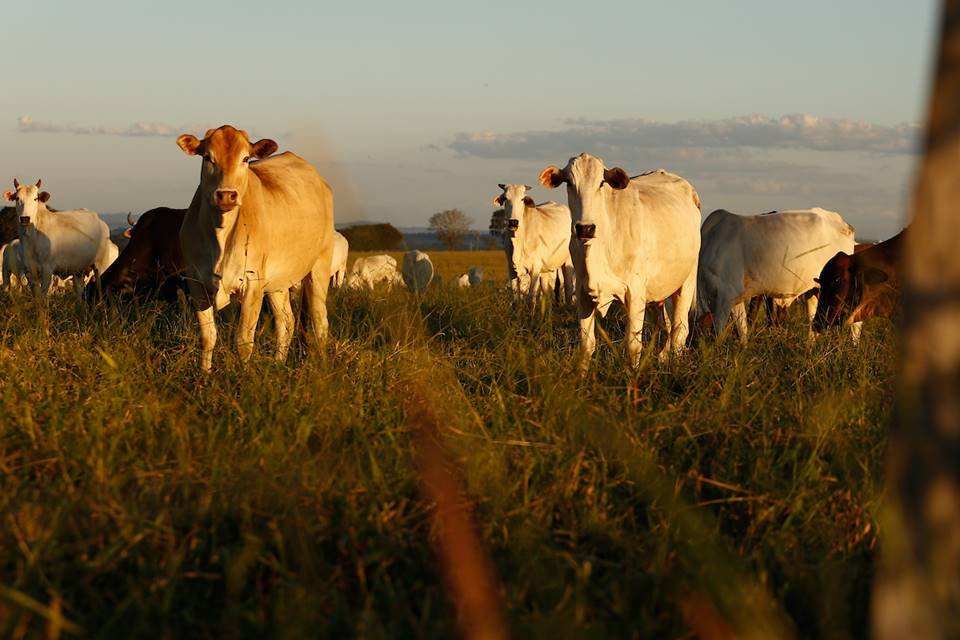 uso irregular de agrotóxicos na alimentação de bovinos em goiás