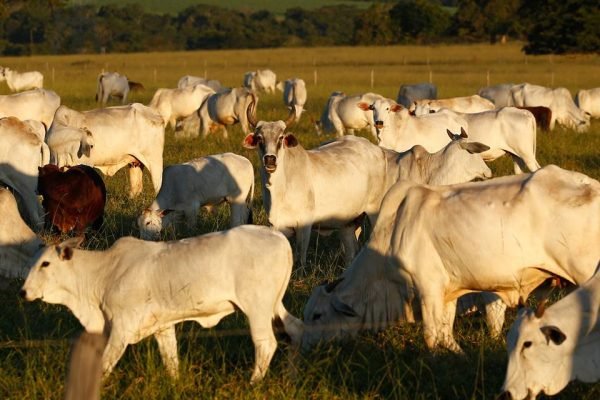 uso irregular de agrotóxicos na alimentação de bovinos em goiás