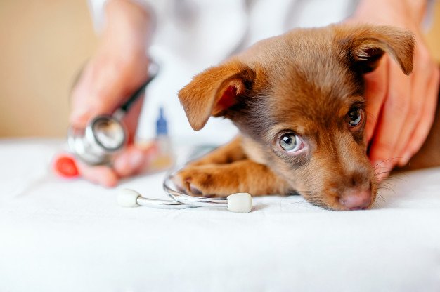 Cachorro no veterinário