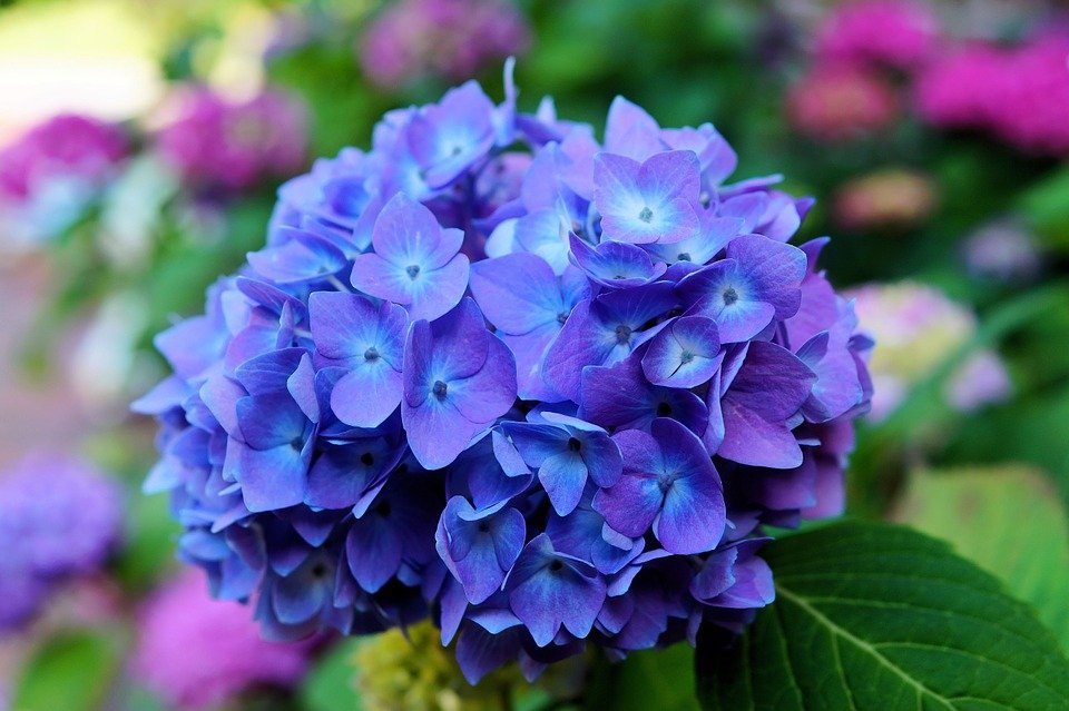 Hortênsia