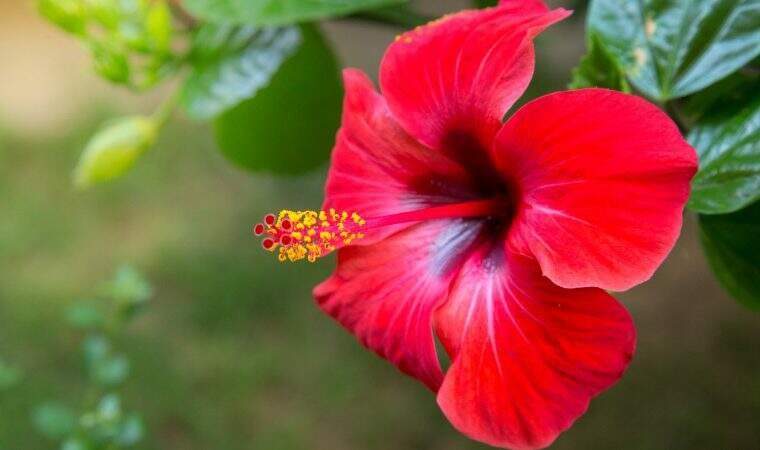 Flor de hibisco