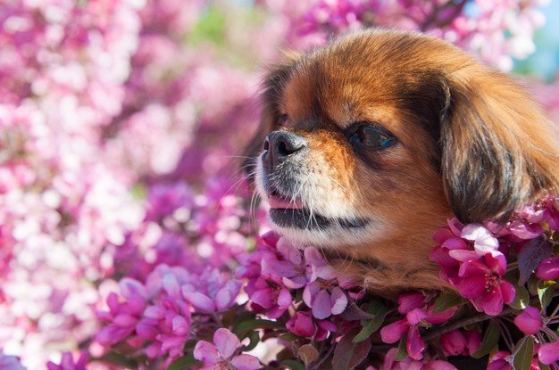 Cachorro sentado no meio de flores