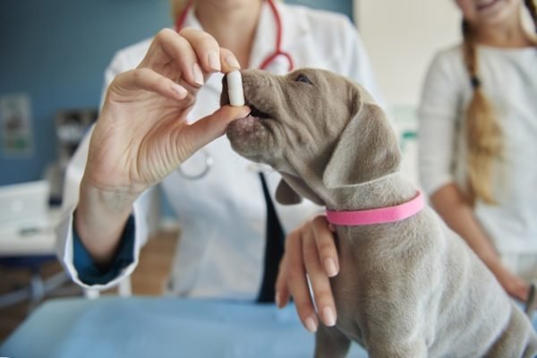 Cachorro no veterinário