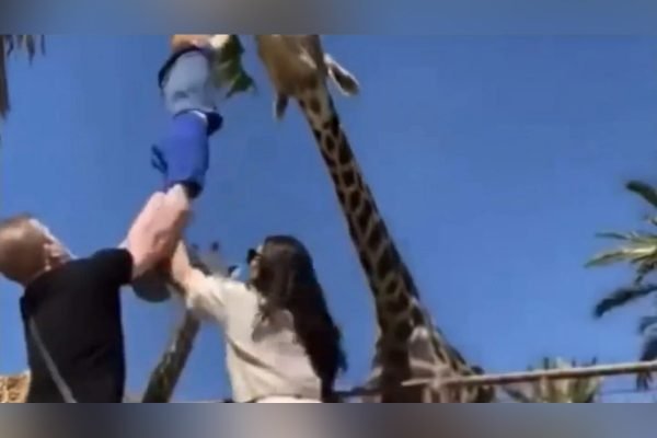 Vídeo criança fica suspensa no ar ao tentar alimentar girafa