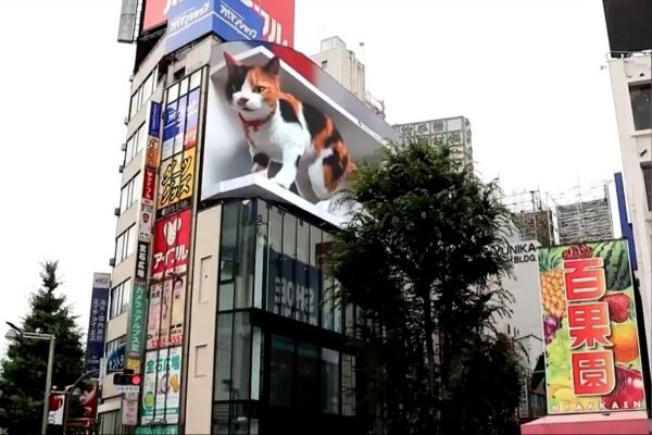Vídeo gato malhado gigante em 3D faz sucesso em Tóquio