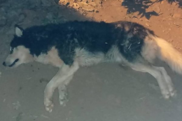 Cachorro morto em furto a casa do Jardim Botânico
