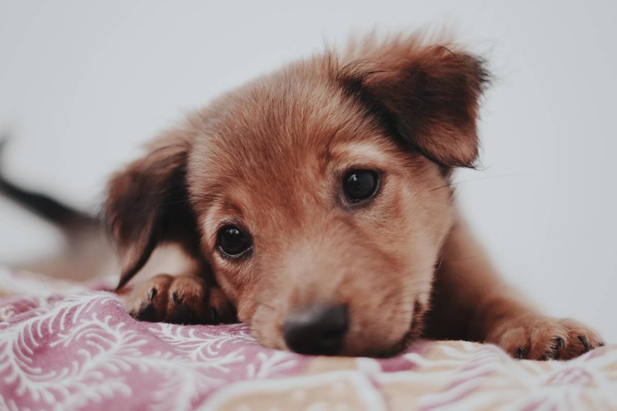 filhote de cachorro deitado