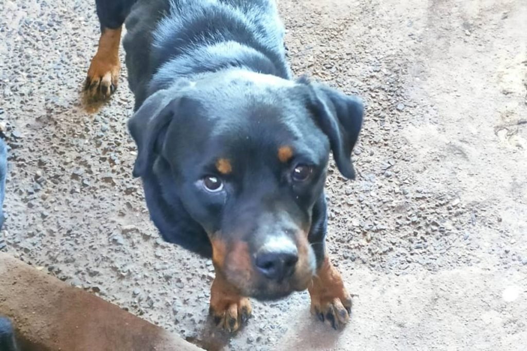 cachorros em situação de maus-tratos em anápolis, goiás