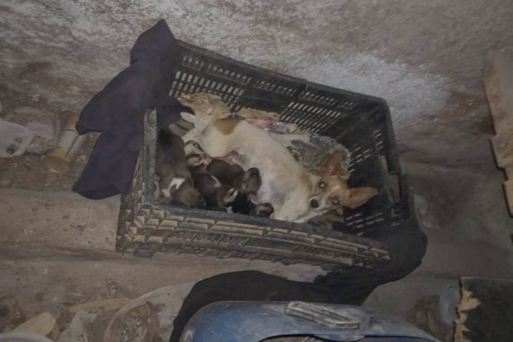cachorros em situação de maus-tratos em anápolis, goiás
