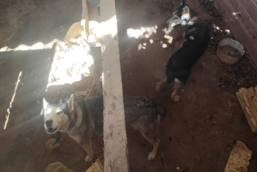 cachorros em situação de maus-tratos em anápolis, goiás