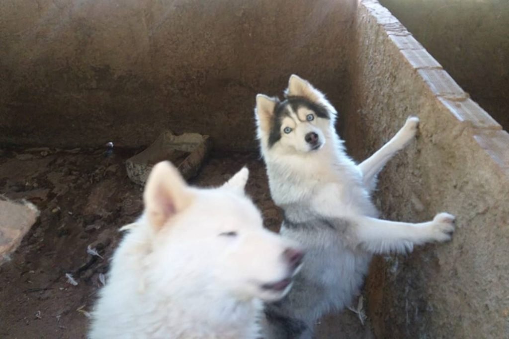cachorros em situação de maus-tratos em anápolis, goiás