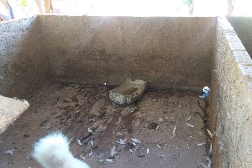 cachorros em situação de maus-tratos em anápolis, goiás