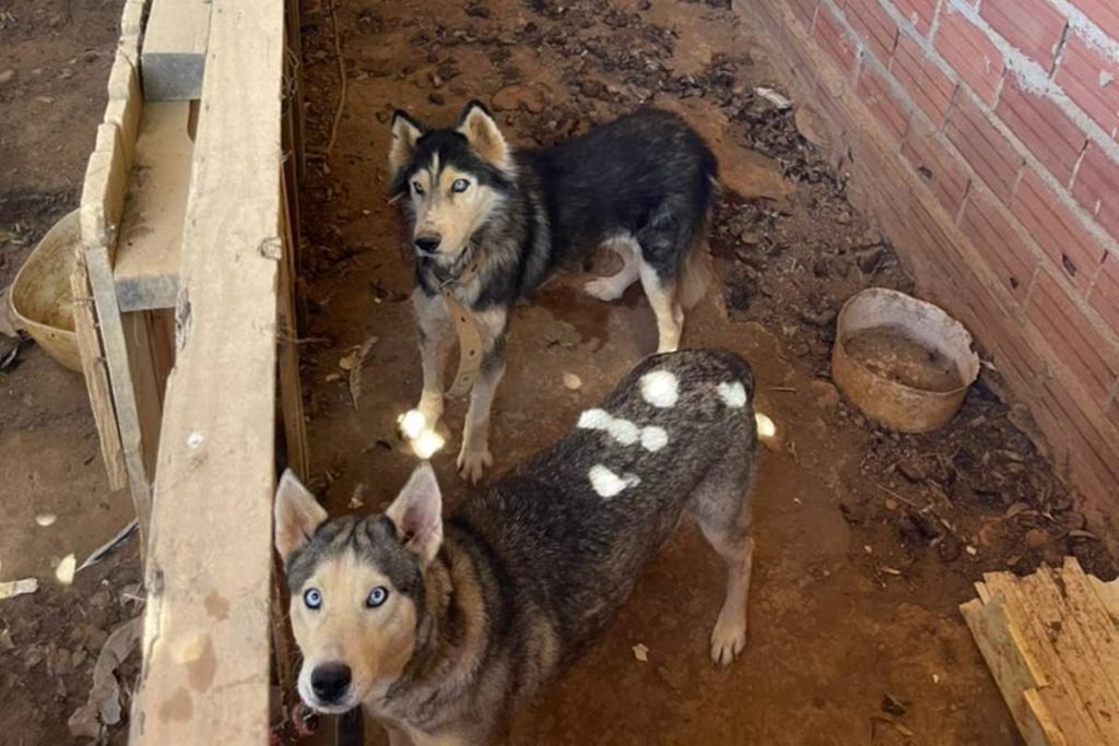 cachorros em situação de maus-tratos em anápolis, goiás