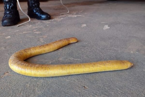 Cobra-cega foi encontrada dentro da casa de uma moradora de Bonito, em Mato Grosso