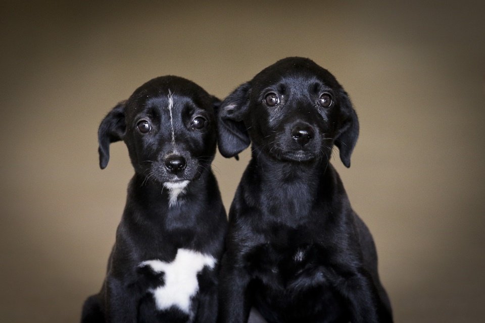 Cachorros