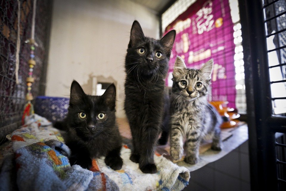 Gatos