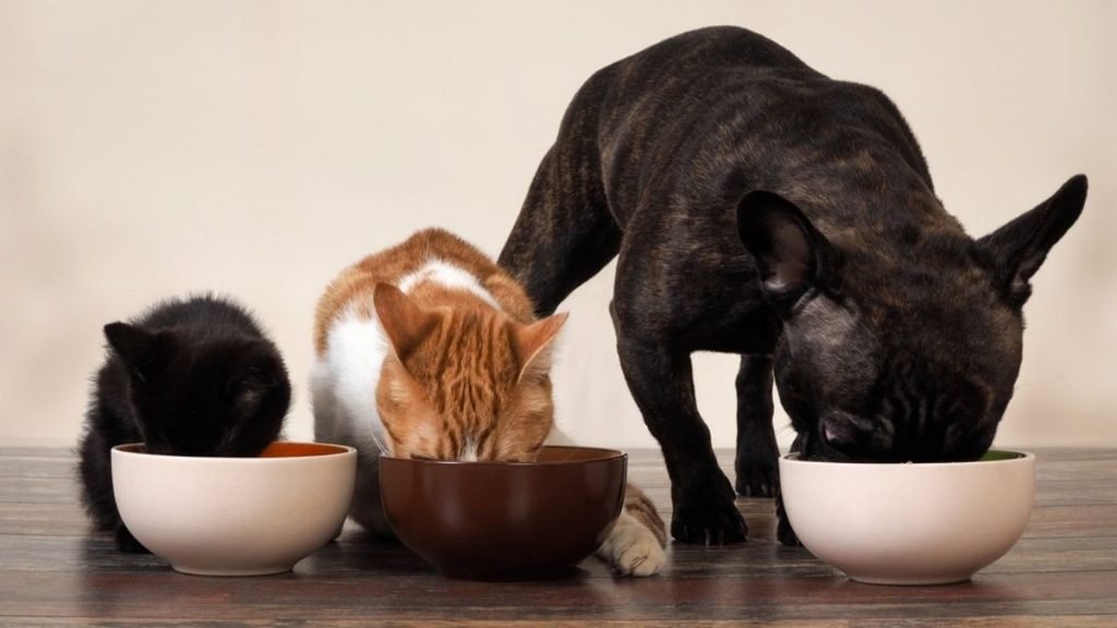 Animais de estimação comendo, gato, cachorro