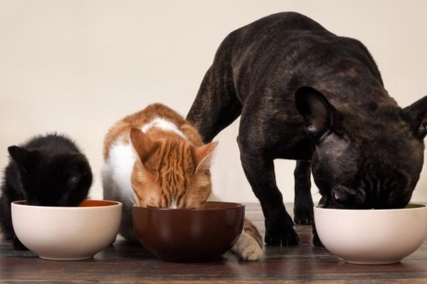 Pets comendo, gato, cachorro