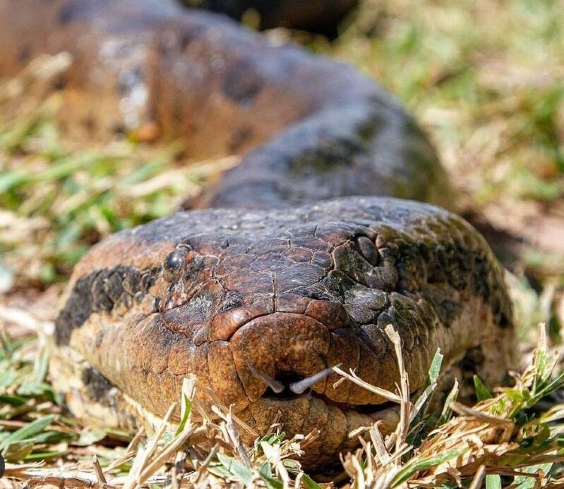 cobra azul animal｜Pesquisa do TikTok