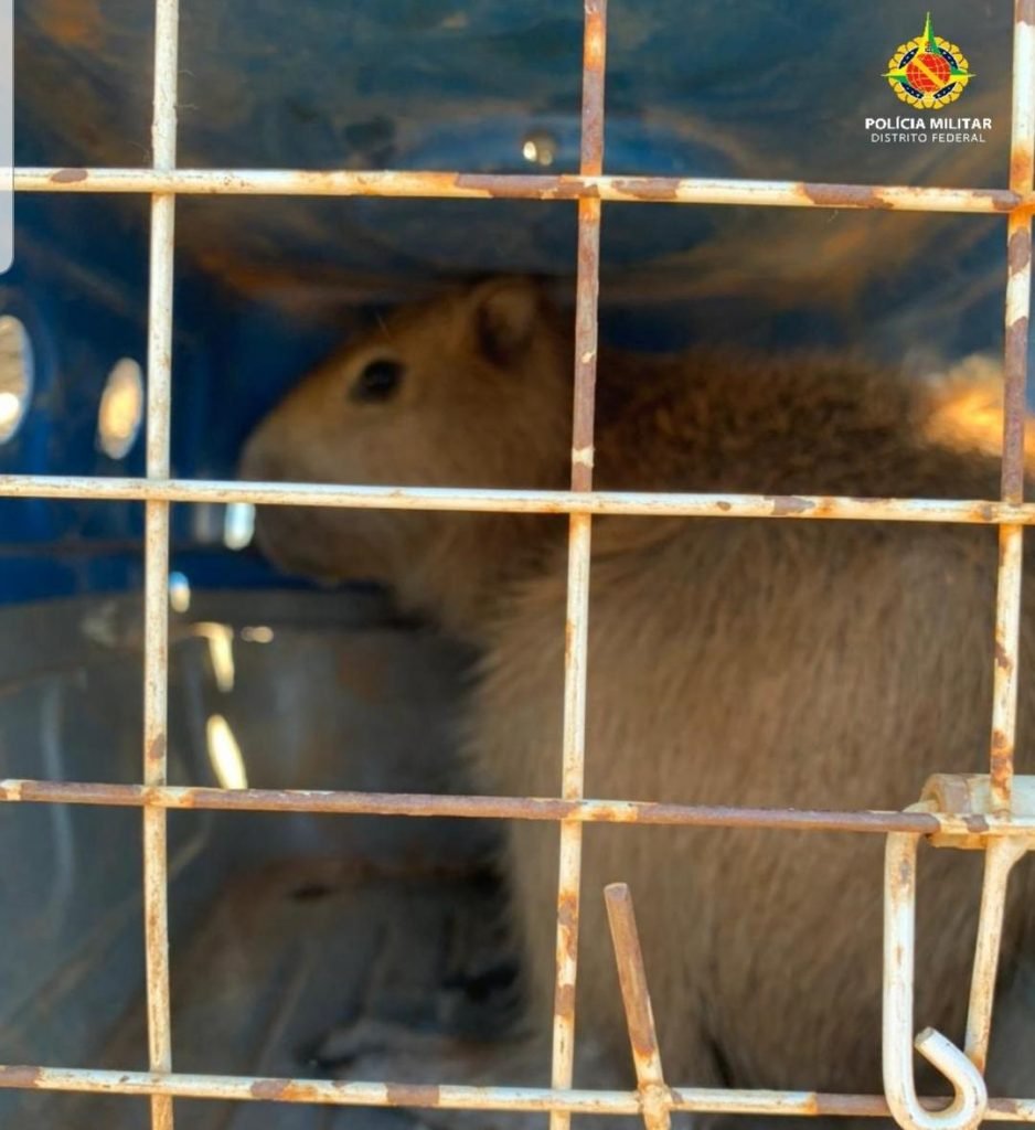 Bicho à solta. Veja quais animais a PM resgatou nesta terça-feira