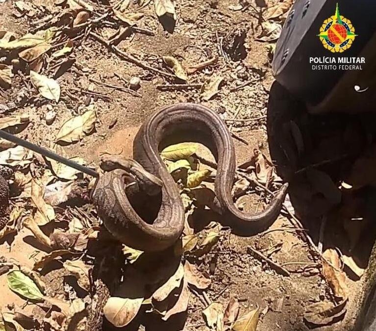 Bicho à solta. Veja quais animais a PM resgatou nesta terça-feira