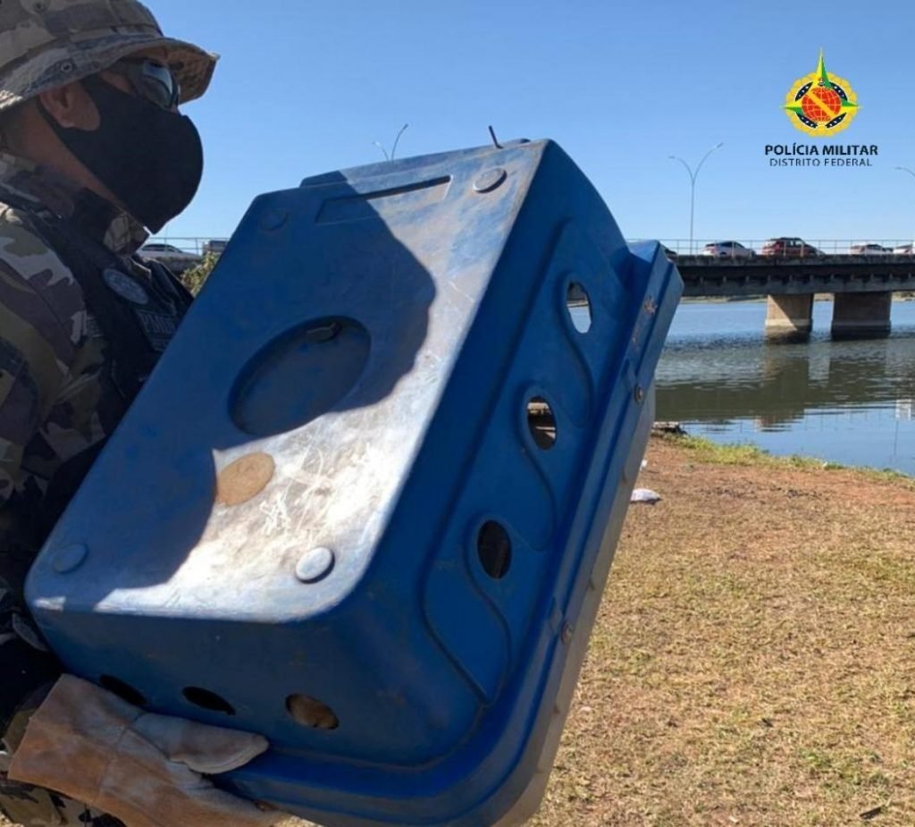 Bicho à solta. Veja quais animais a PM resgatou nesta terça-feira