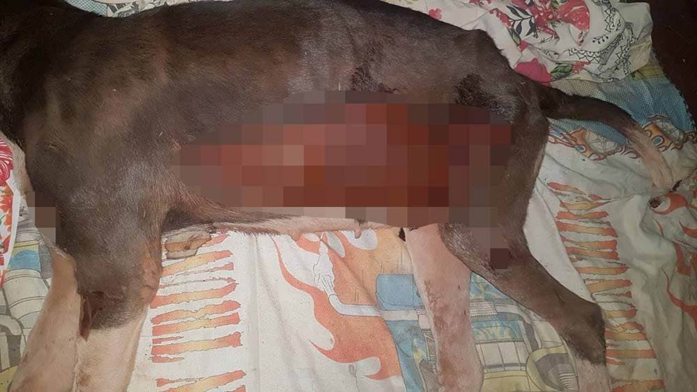 goias homem arrasta cachorro em moto