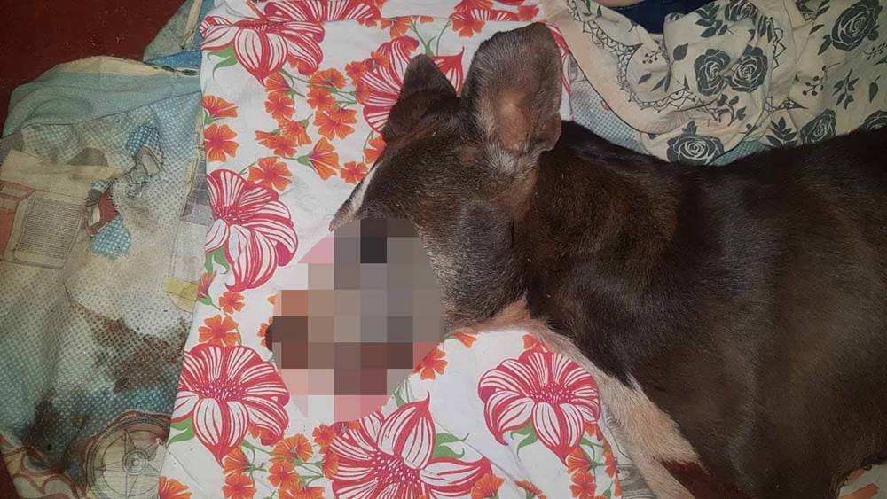 goias homem arrasta cachorro em moto