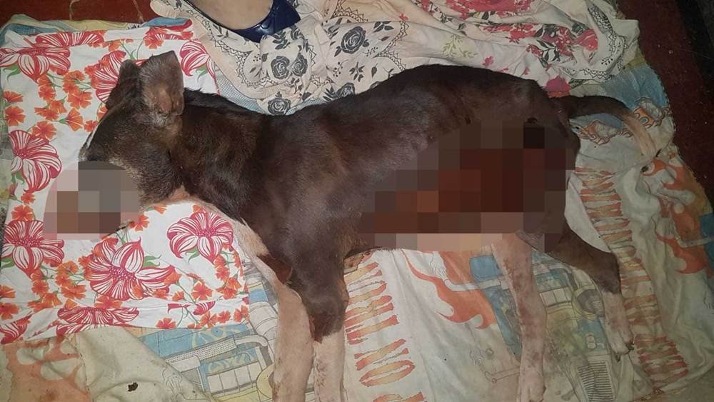 goias homem arrasta cachorro em moto