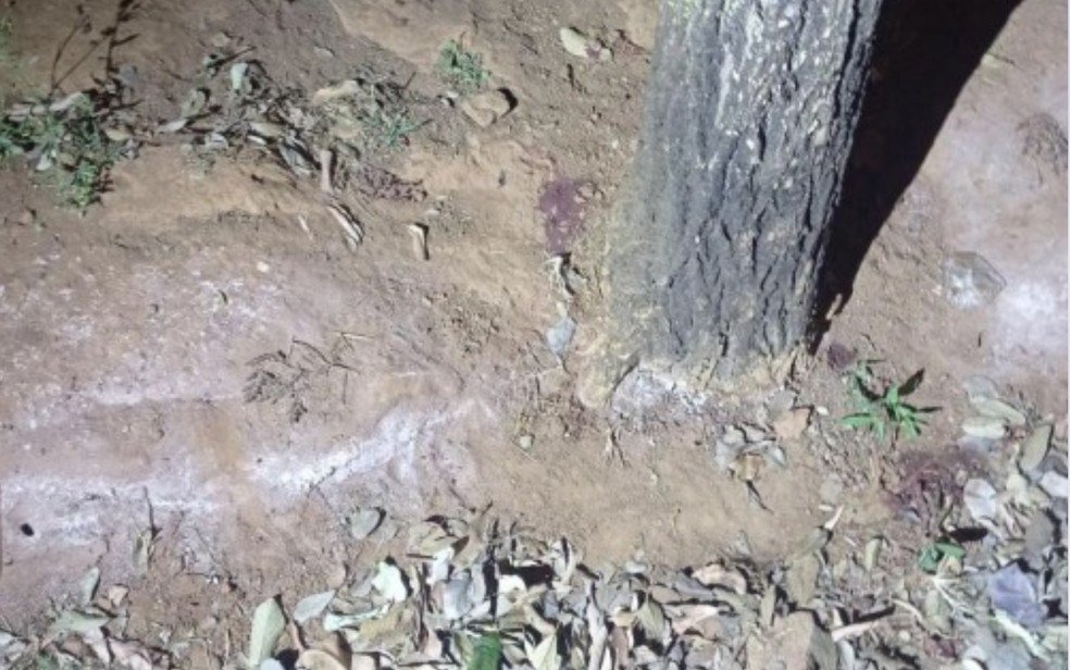 goias recém nascida abandonada