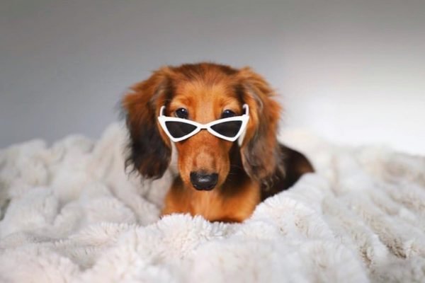 Cachorrinho com óculos