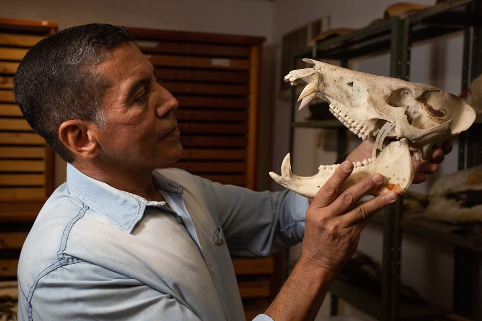 acervo do taxidermista, empalhador de animais, josé hidasi, em goiânia. ele é conhecido internacionalmente pela técnica
