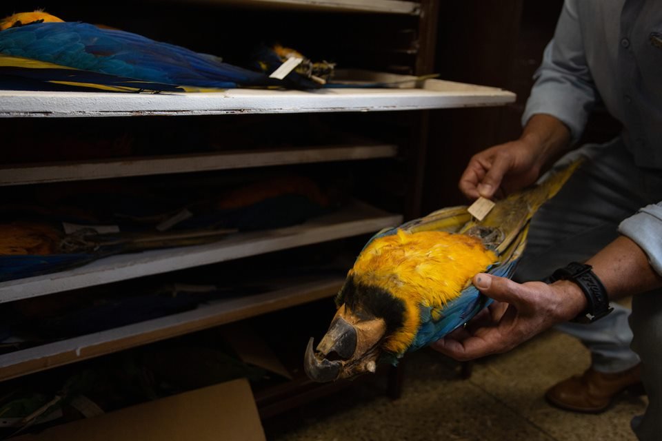 acervo do taxidermista, empalhador de animais, josé hidasi, em goiânia. ele é conhecido internacionalmente pela técnica