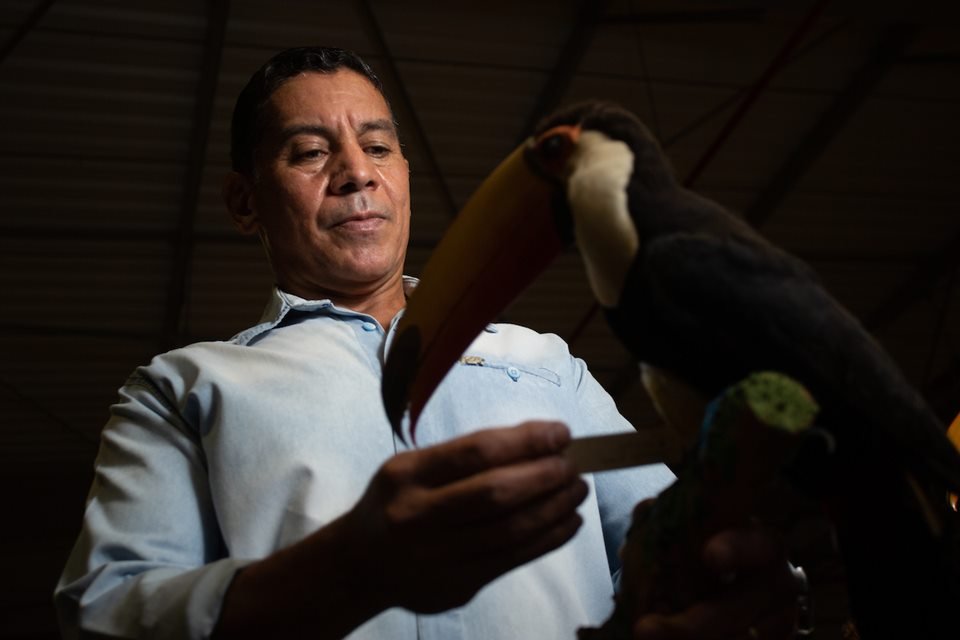 acervo do taxidermista, empalhador de animais, josé hidasi, em goiânia. ele é conhecido internacionalmente pela técnica