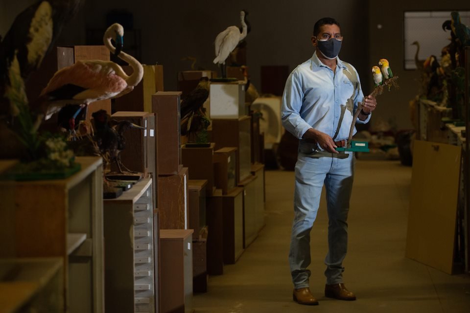 acervo do taxidermista, empalhador de animais, josé hidasi, em goiânia. ele é conhecido internacionalmente pela técnica