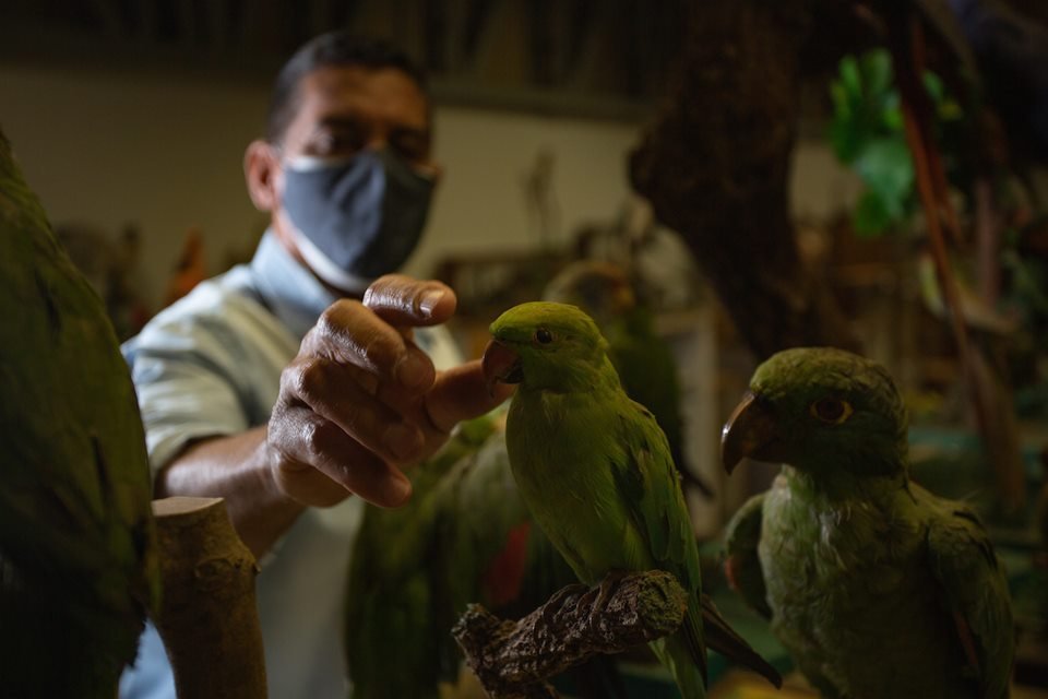 acervo do taxidermista, empalhador de animais, josé hidasi, em goiânia. ele é conhecido internacionalmente pela técnica