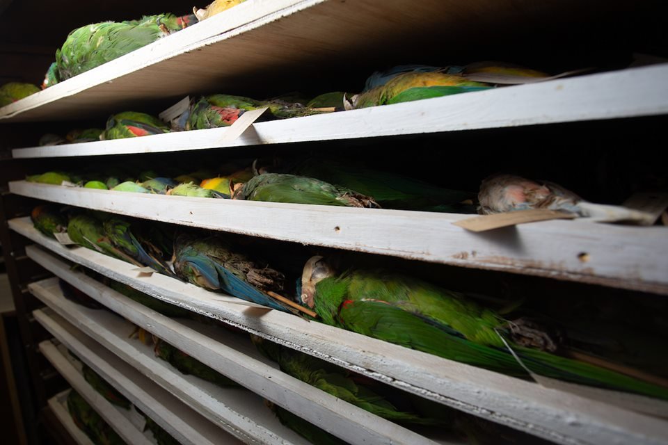 acervo do taxidermista, empalhador de animais, josé hidasi, em goiânia. ele é conhecido internacionalmente pela técnica