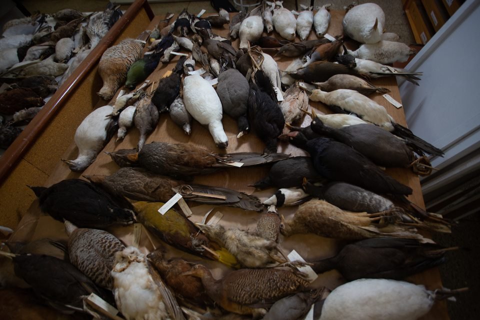 acervo do taxidermista, empalhador de animais, josé hidasi, em goiânia. ele é conhecido internacionalmente pela técnica