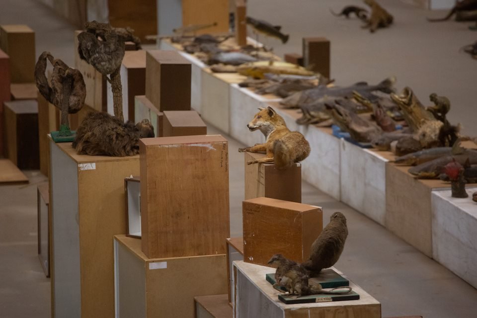 acervo do taxidermista, empalhador de animais, josé hidasi, em goiânia. ele é conhecido internacionalmente pela técnica