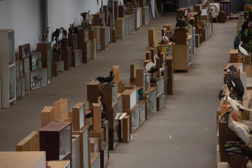 acervo do taxidermista, empalhador de animais, josé hidasi, em goiânia. ele é conhecido internacionalmente pela técnica
