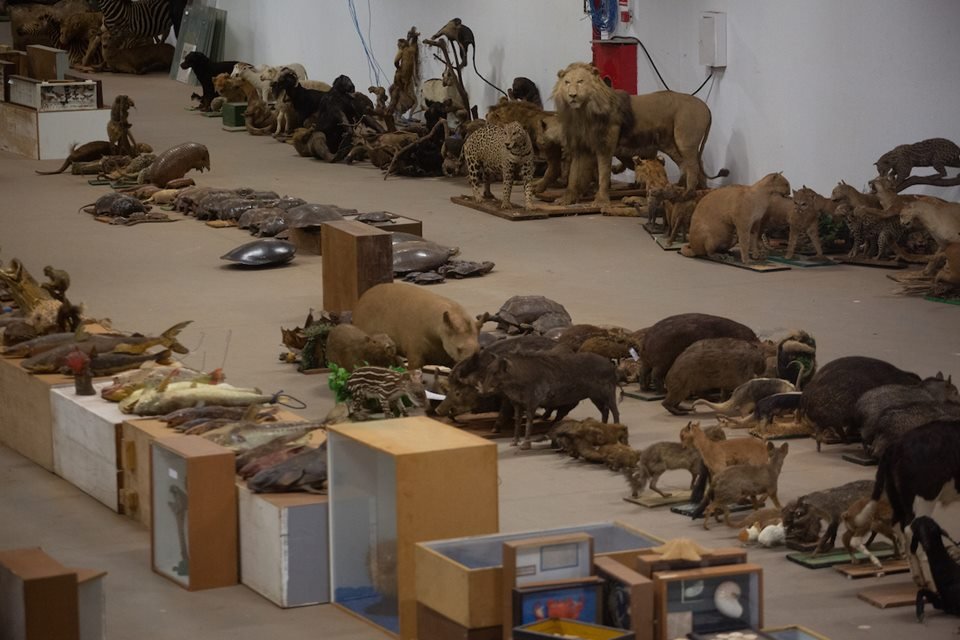 acervo do taxidermista, empalhador de animais, josé hidasi, em goiânia. ele é conhecido internacionalmente pela técnica