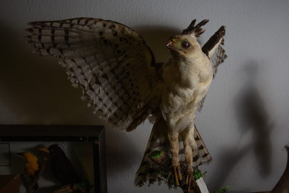 acervo do taxidermista, empalhador de animais, josé hidasi, em goiânia. ele é conhecido internacionalmente pela técnica