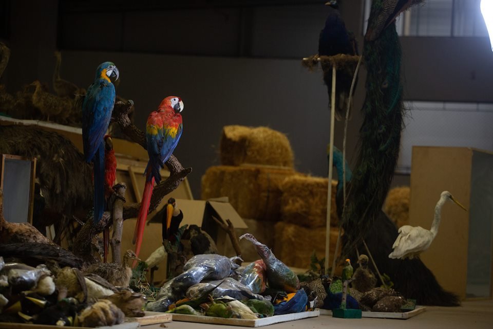 acervo do taxidermista, empalhador de animais, josé hidasi, em goiânia. ele é conhecido internacionalmente pela técnica
