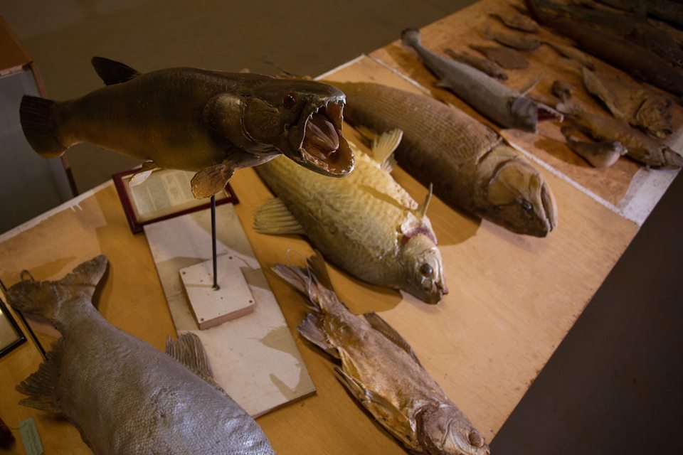 acervo do taxidermista, empalhador de animais, josé hidasi, em goiânia. ele é conhecido internacionalmente pela técnica